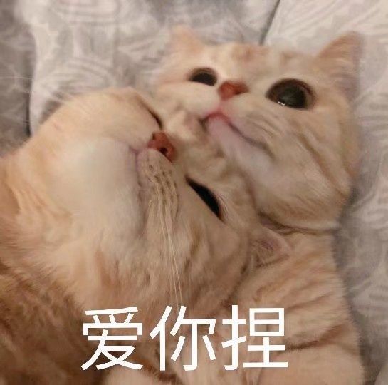 今日份的猫猫可爱表情包来啦