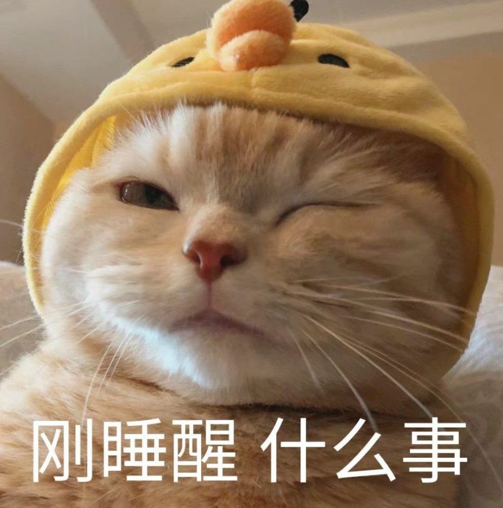 今日份的猫猫可爱表情包来啦
