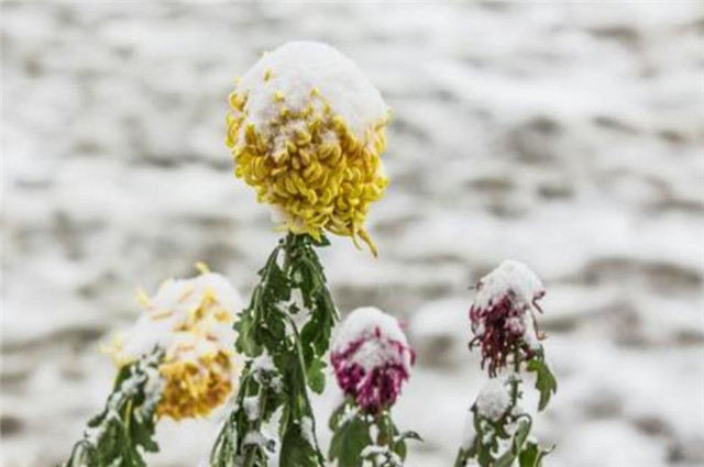 残菊傲雪图片