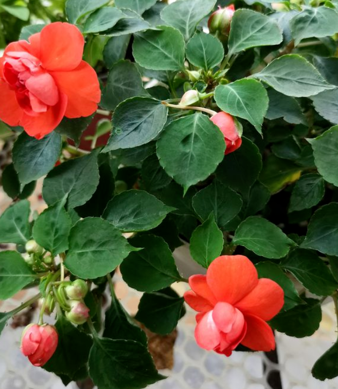 重瓣非洲凤仙花,美艳胜玫瑰,颜值"倾国倾城"!