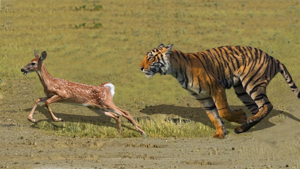为什么鹿总是当逃兵?明明数量有优势,也不敢围攻一只老虎?