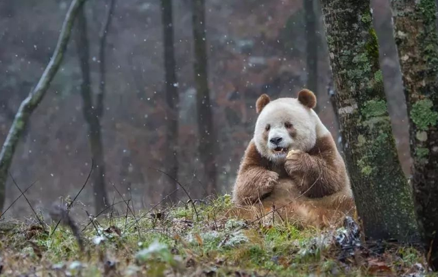 秦嶺地區曾發現棕色熊貓,全世界僅此一隻,惹得各國羨慕不已