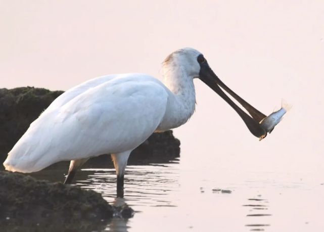 niu课堂|《神奇的物种》30期,有着匙状大嘴的荷兰国鸟——琵鹭