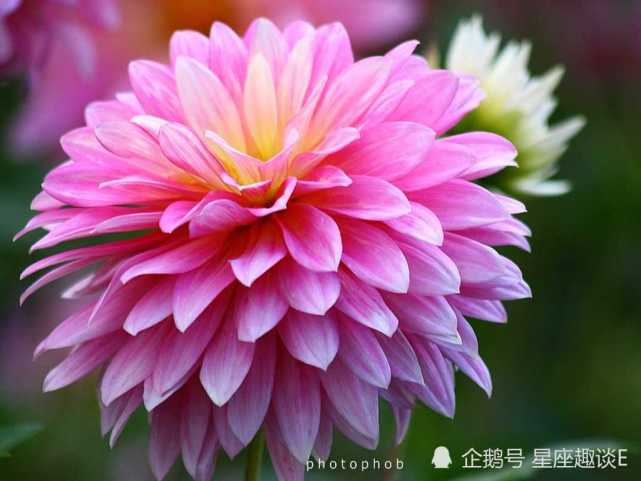 11月21日星座运势 触底反弹 如鱼得水的四大星座 摩羯座 狮子座 双子座 天蝎座 星座运势 星座