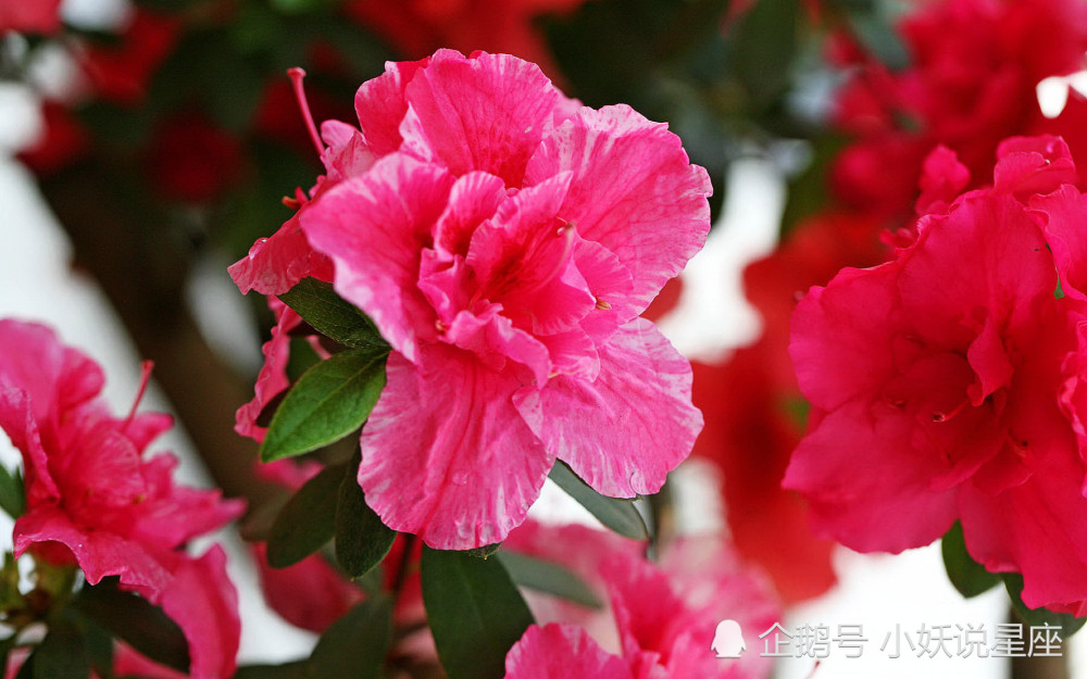 11月21日星座运势 劳逸结合 心想事成的四大星座 腾讯新闻