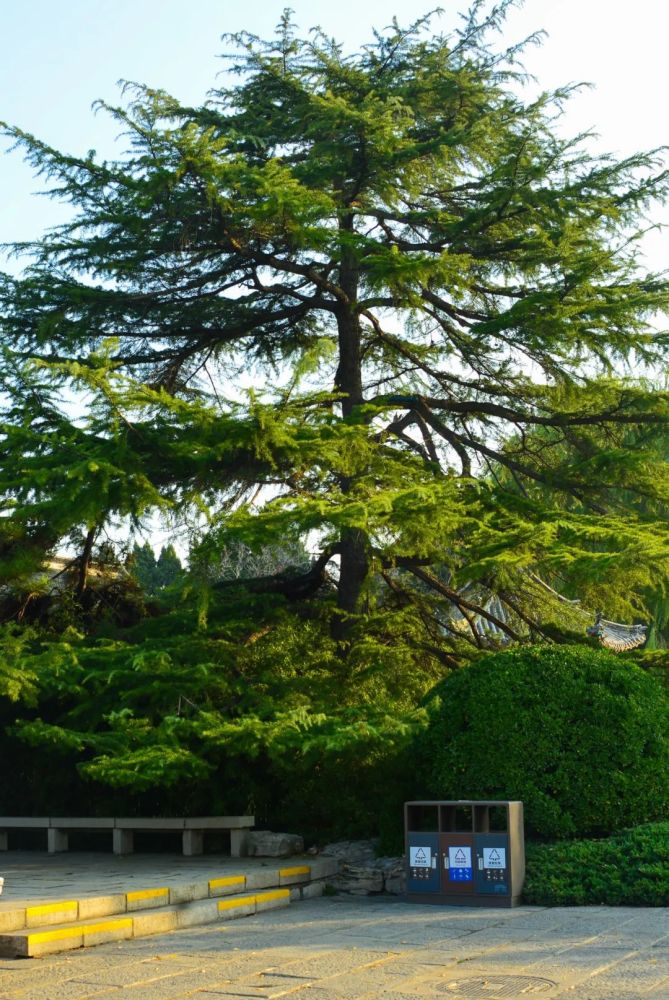 济南城里惊艳时光的九棵树,每一棵都刷爆过朋友圈!_腾讯新闻