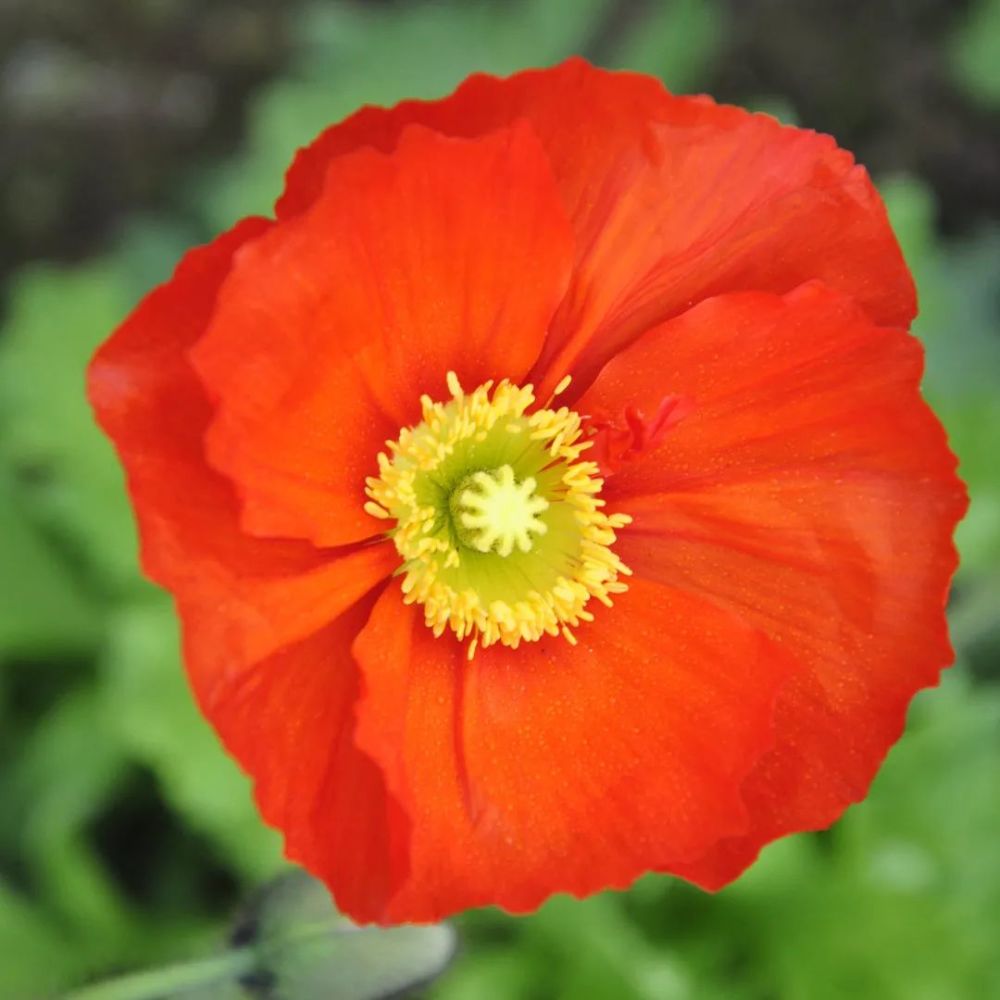 风情万种的冰岛虞美人,耐寒美丽花期长,给你一个开满花的春天_腾讯