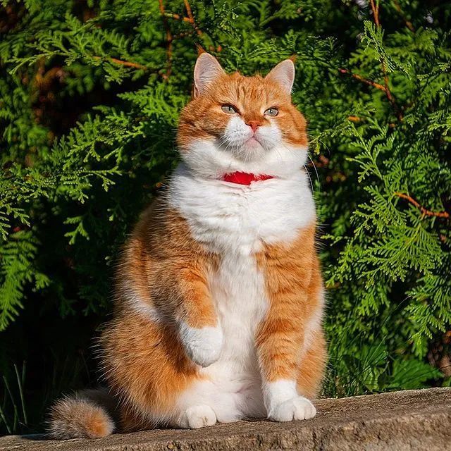 猫趣战斗民族的橘猫长着招财猫的脸蛋却霸气十足不怒自威