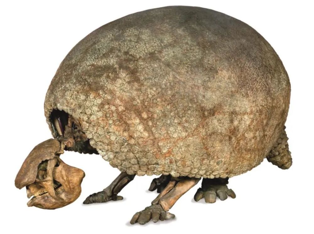 雕齿兽的化石《剑桥地球通史》能让你过一把当主角的瘾.