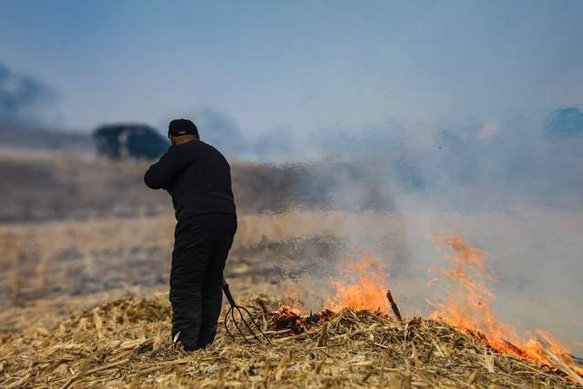 秋收后的玉米杆除了一把火烧掉你还知道哪些用途吗
