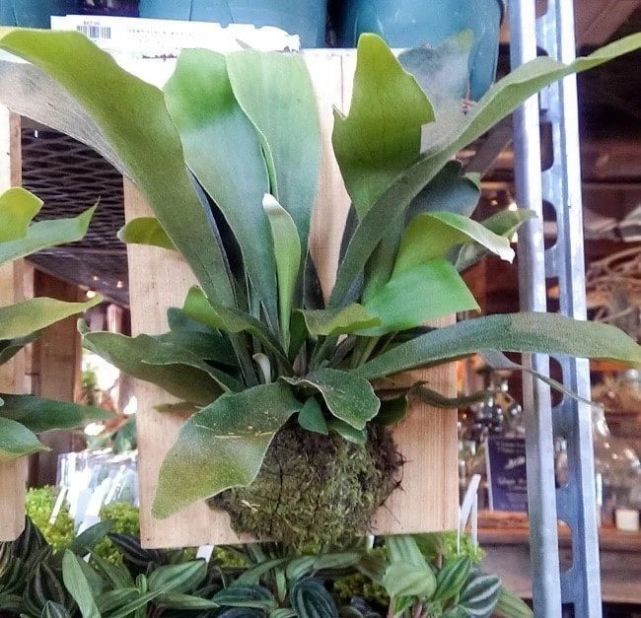 不适合用土壤栽培的鹿角蕨 挂木板上养 这植物很容易打理 木板 鹿角蕨