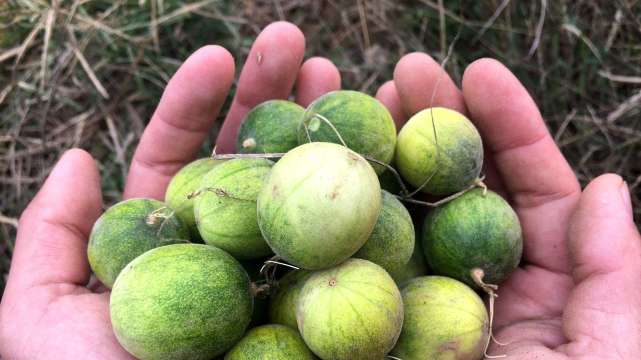 玉米地里的"屎瓜",曾被当成恶草除掉,如今价值很高40元一斤