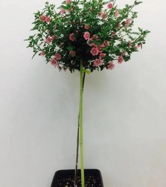 如何修剪:小木槿花被称为开花机.