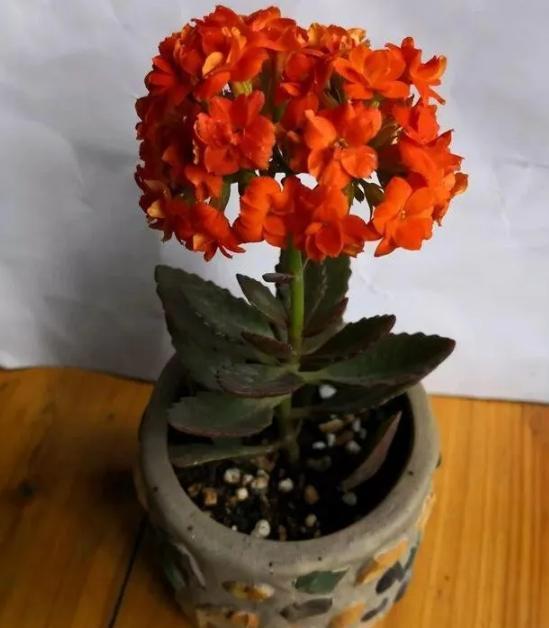今天我将与您分享,6种常见的花都如何修剪.大多数都是观赏植物,我们只