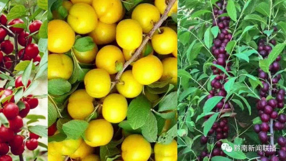 马郎圣果商标知识产权在香港联合国际知识产权交易中心上市_腾讯新闻