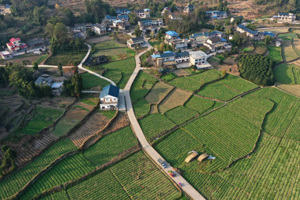 近年来,龙家镇紧盯"63211"主导产业规划,因地制宜,因时制宜,以短养长