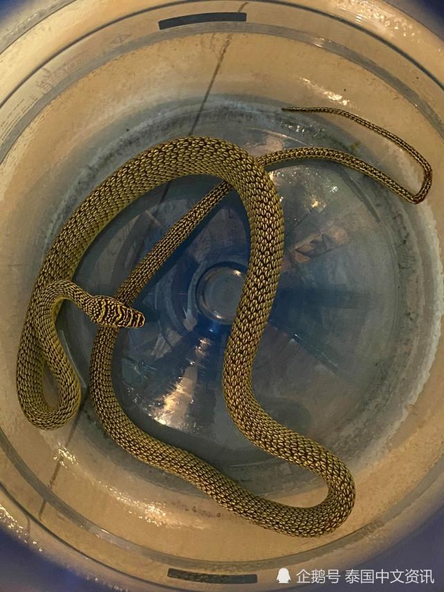 泰国 蛇从天降 与打工人 Say Hello 泰国 社会 花蛇 脸书