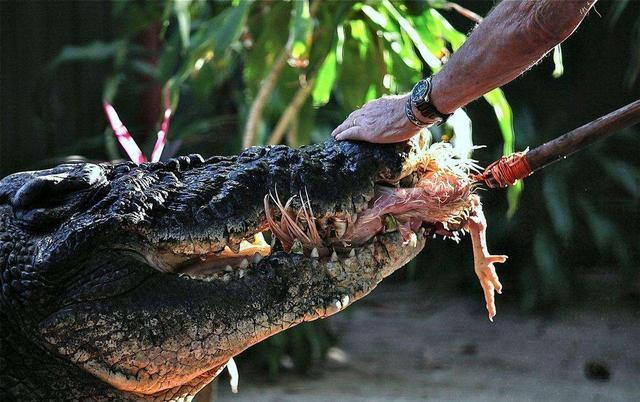 男子给鳄鱼投食鲨鱼突然蹿上来抢食下秒悲剧了