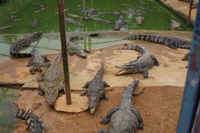 男子给鳄鱼投食鲨鱼突然蹿上来抢食下秒悲剧了