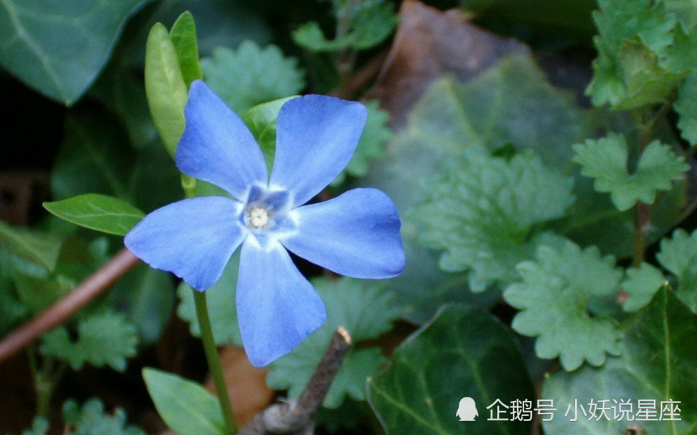 11月22日星座运势 水到渠成 左右逢源的四大星座 腾讯新闻