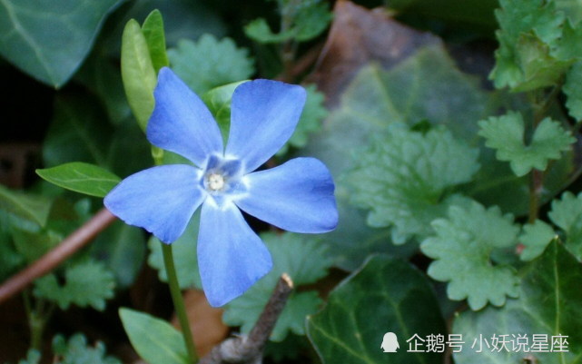 11月22日星座运势 水到渠成 左右逢源的四大星座 摩羯座 狮子座 白羊座 天蝎座 星座运势 星座
