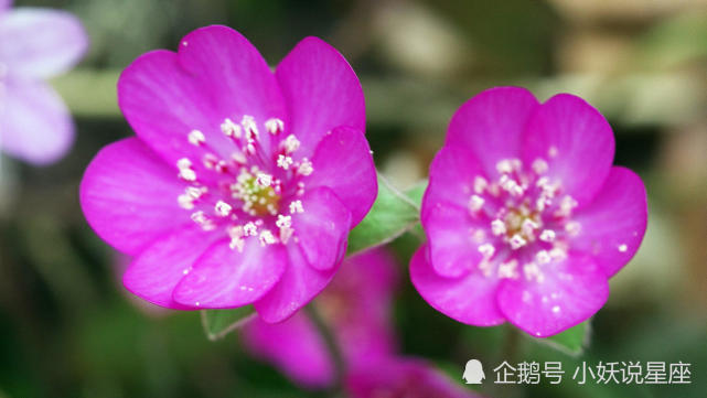 11月22日星座运势 水到渠成 左右逢源的四大星座 星座运势 星座 摩羯座 狮子座 白羊座 天蝎座