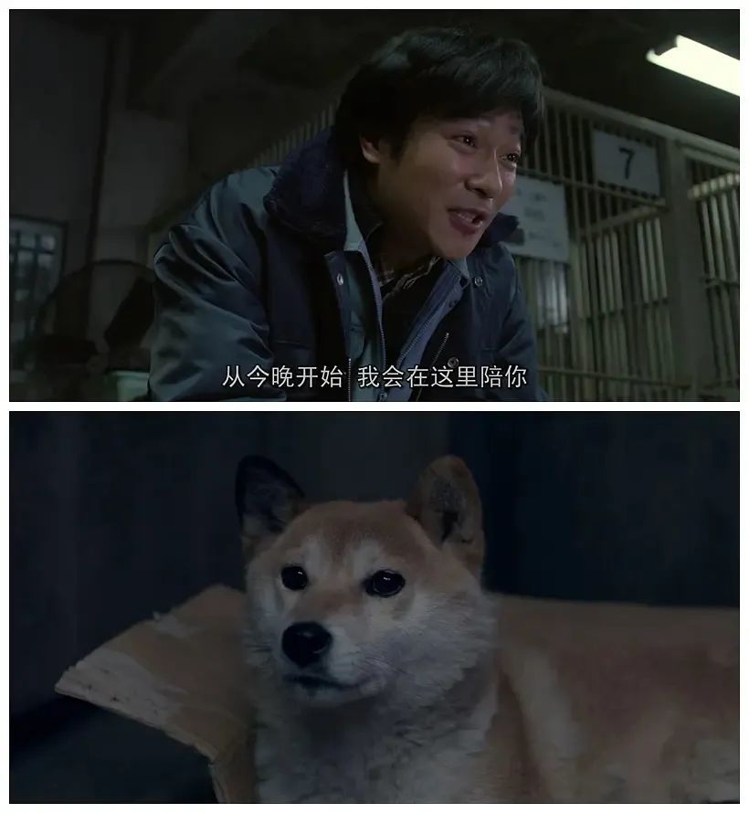电影 向日葵与幼犬的7天 养狗 就一定要保护它 要养一辈子 腾讯新闻