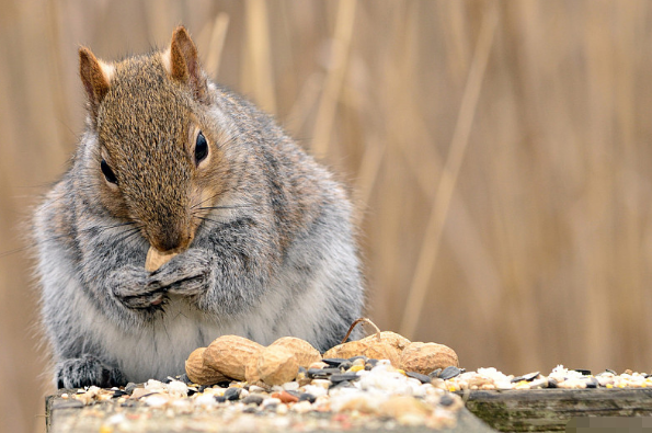 你家有属鼠的吗?