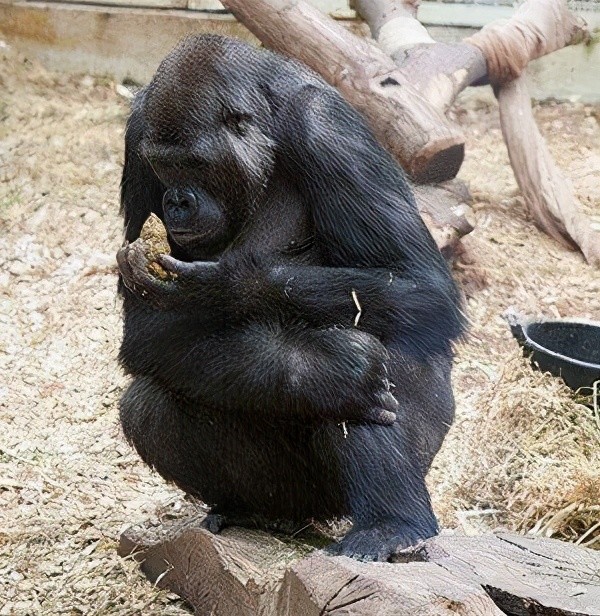 "人们观察到各种年龄的大猩猩都在吃自己和其他动物的新鲜粪便,"在