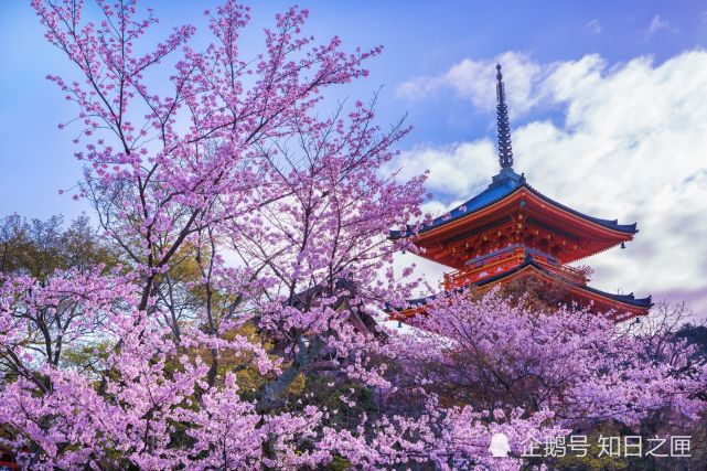 独自旅行 京都 女孩子到京都必去打卡的8个网红地点 京都 琉璃光院