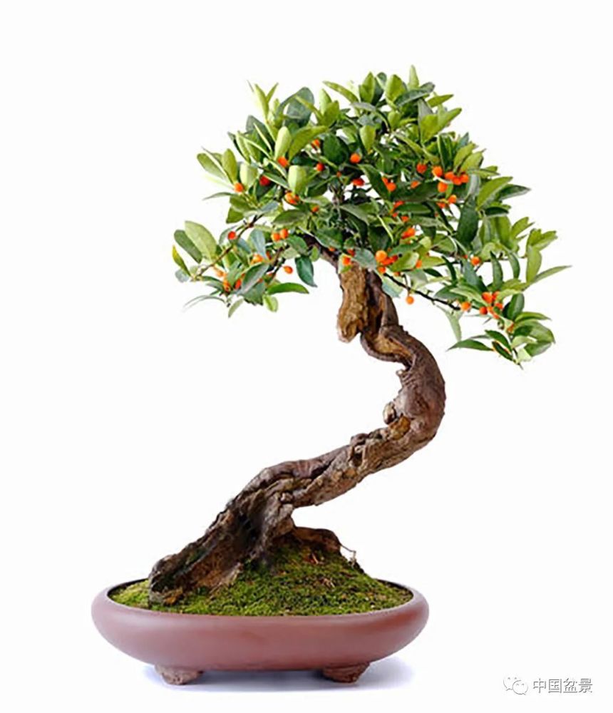 金豆盆景的鉴赏与养护管理_腾讯新闻