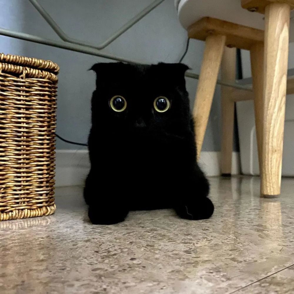 只能靠闪烁的大眼睛才能找到的黑猫,简直行走的黑洞啊