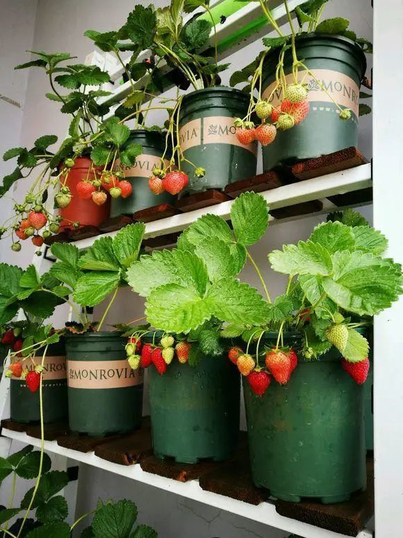 种草莓 必须买苗子 千万别买种子 种子不结果 白花冤枉钱 腾讯新闻