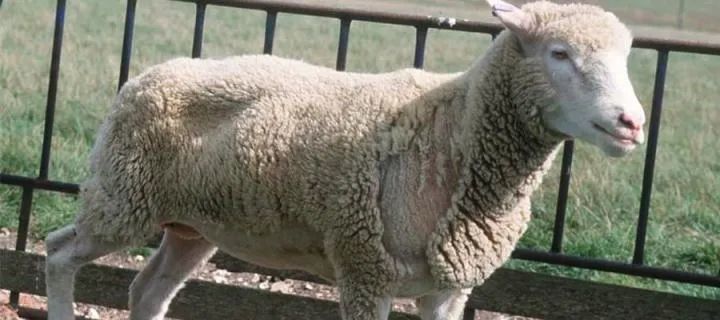 你还在相信牛吃牛导致疯牛病其实没人知道第一头疯牛是怎么来的