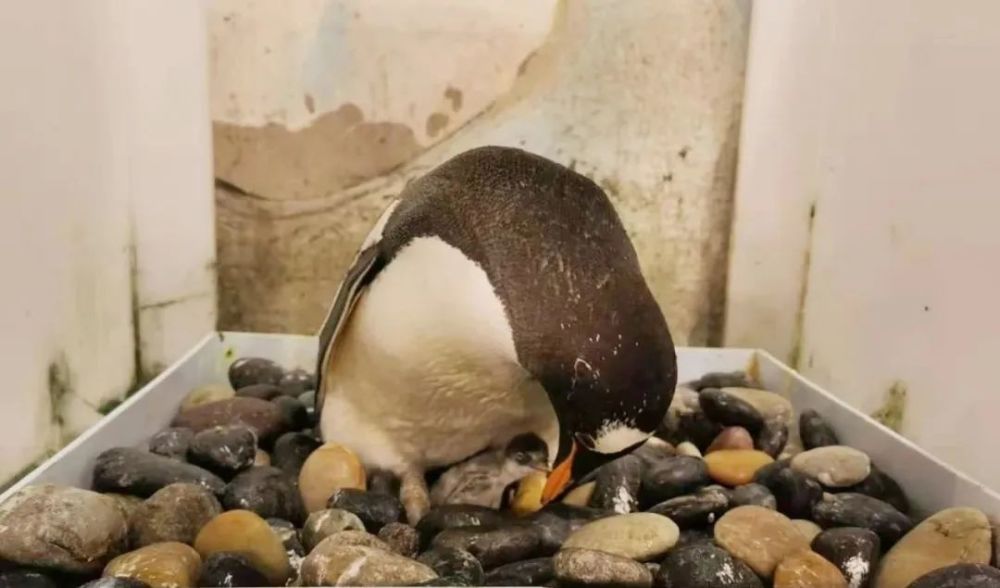 2020年淮安龙宫大白鲸首只巴布亚企鹅宝宝破壳而出