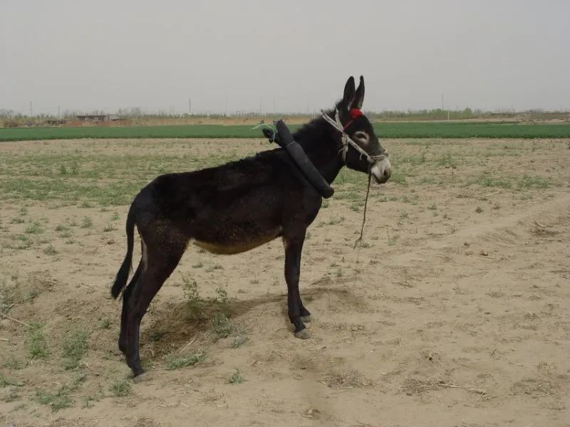 荒漠草原上的长跑健将就是野驴本驴了丨动物蝌学