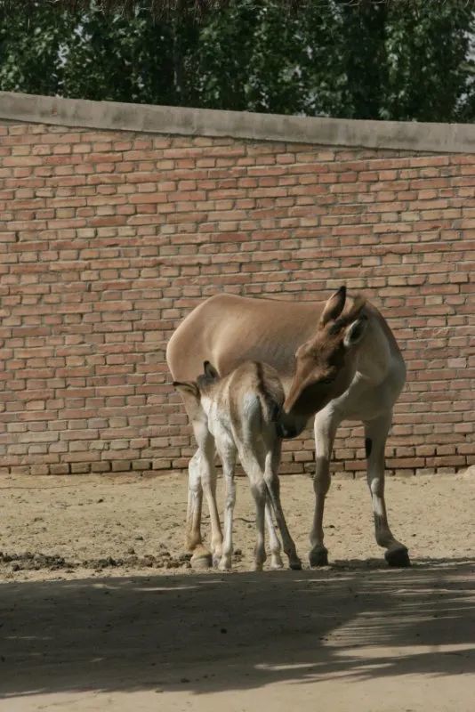 荒漠草原上的长跑健将就是野驴本驴了丨动物蝌学
