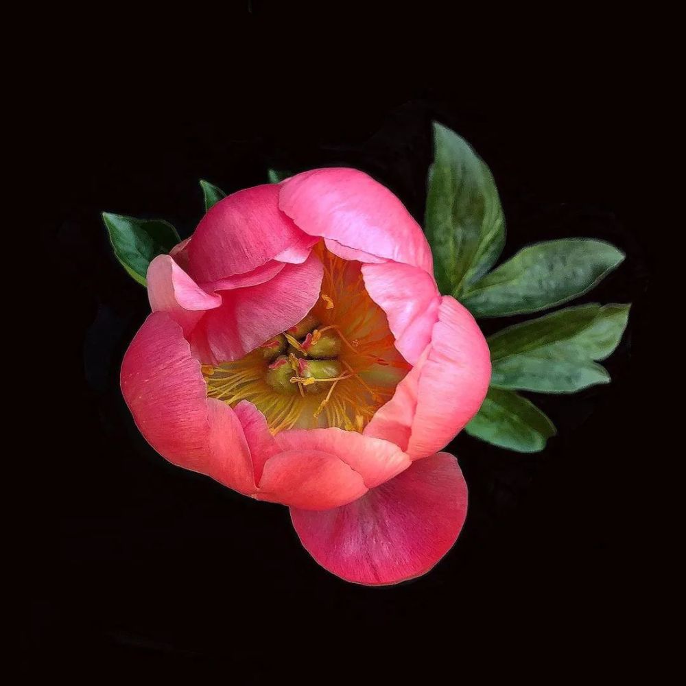 微距镜头下的鲜花原来是这个样子!真是太美了!