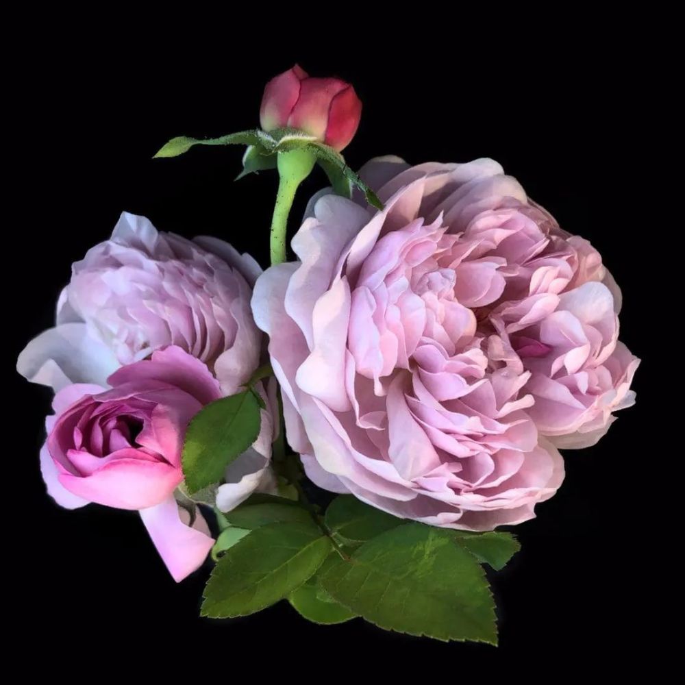 微距镜头下的鲜花原来是这个样子!真是太美了!