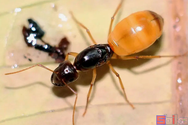 Sbike动植物百科：十大热门经典的宠物蚂蚁，观察建设家园！_腾讯新闻