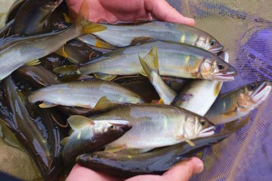 一路坎坷,一次次失败,他是否再次与香鱼邂逅呢?