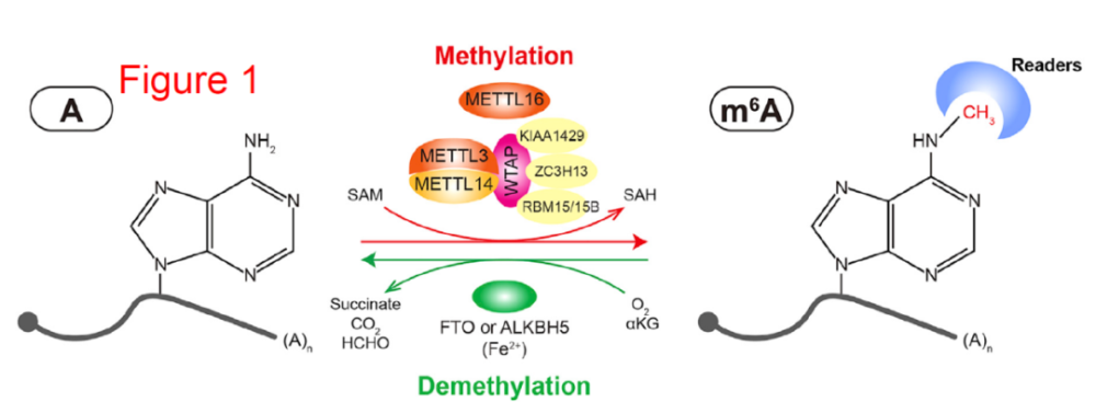 两个月内频登高分期刊此热点凭什么如此受追捧