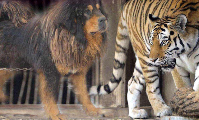 一獒战三虎那藏獒能打过狮子吗说出来你可能不信