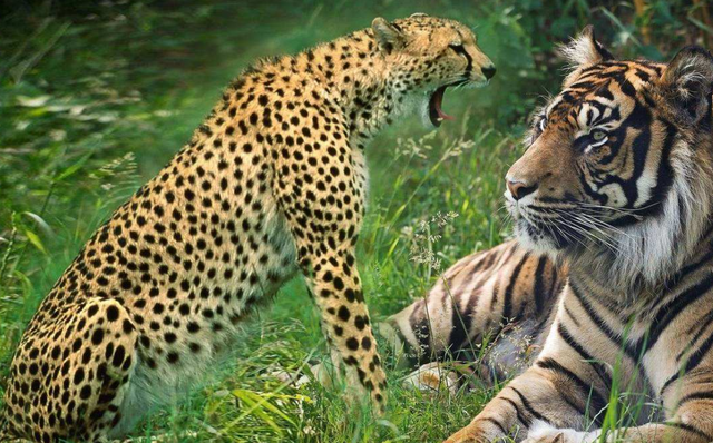 饥饿的老虎盯上花豹,一场大战就此展开,画面不敢看!_腾讯新闻