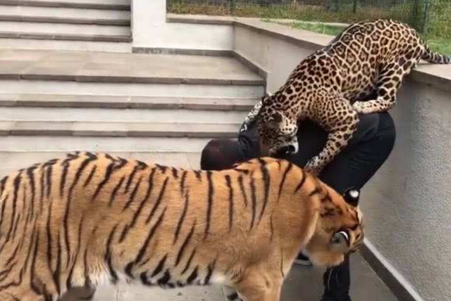 饥饿的老虎盯上花豹一场大战就此展开画面不敢看