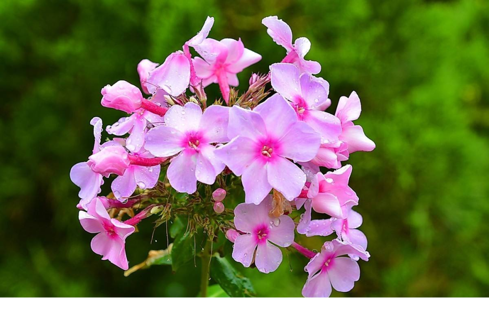 它是开花最多的草本花 生长周期短 开花量大 名叫美女樱 腾讯新闻