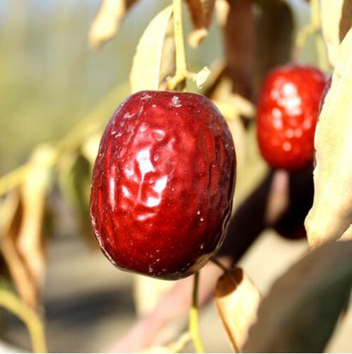 福建出土1500万年前的枣,样子很怪异,有7只"眼睛"?