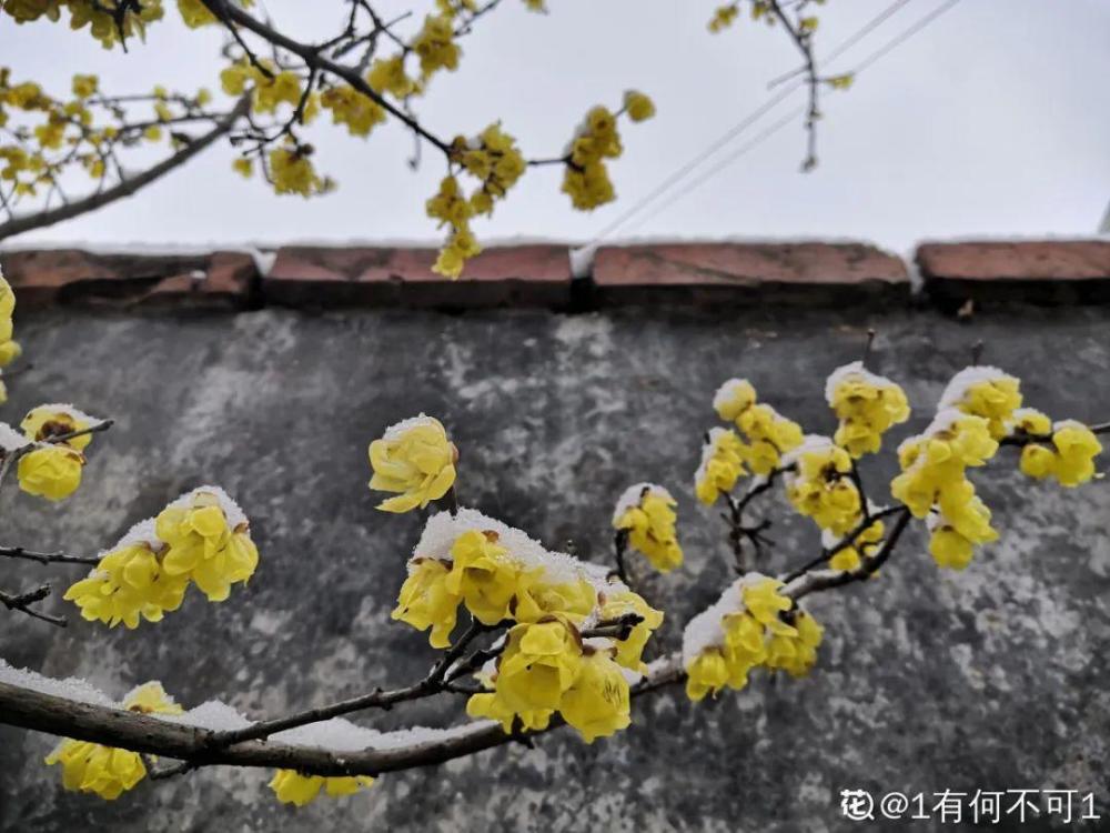 种耐寒花 15度冻不死 冻一冻长更好 腾讯新闻