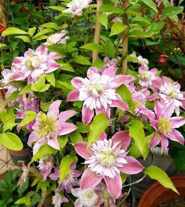 种耐寒花 15度冻不死 冻一冻长更好 腾讯新闻