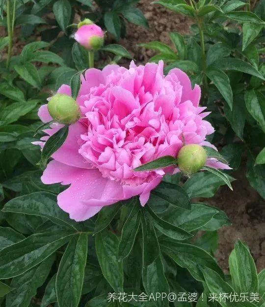 种耐寒花 15度冻不死 冻一冻长更好 腾讯新闻